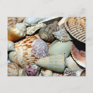 Carte Postale Les coquillages rassemblés de la plage Sanibel Isl