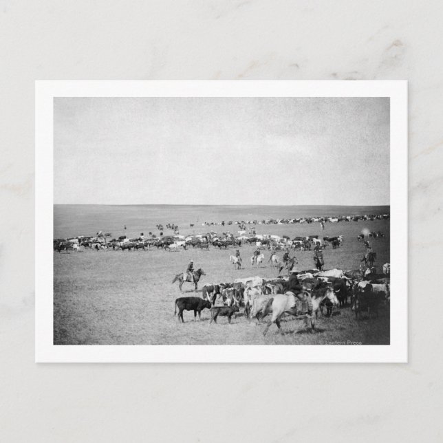 Carte Postale Les cowboys avec du bétail sur la chaîne Photograp (Devant)