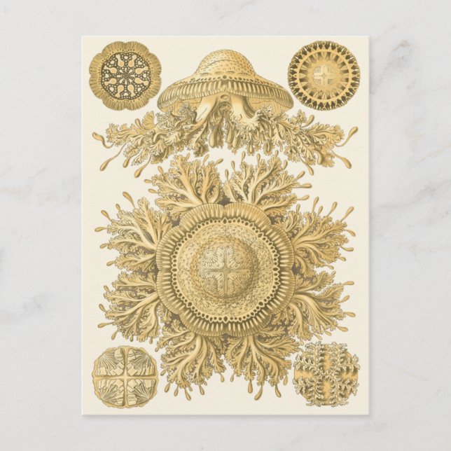 Carte Postale Les créatures de la mer d'or (Devant)