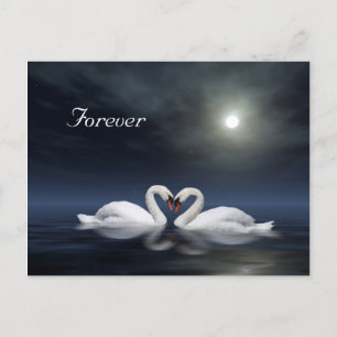 Carte Postale Les cygnes qui aiment