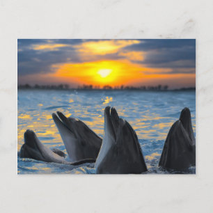 Carte Postale Les dauphins au nez de bouteille à la lumière du c
