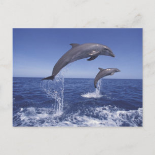 Carte Postale Les dauphins des Caraïbes
