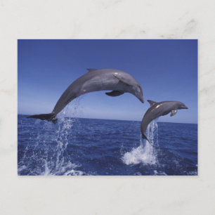 Carte Postale Les dauphins des Caraïbes