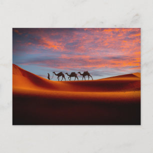 Carte Postale Les déserts   Homme et chameaux dans les dunes de 
