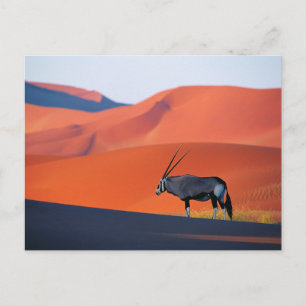 Carte Postale Les déserts   Namib Desert Oryx
