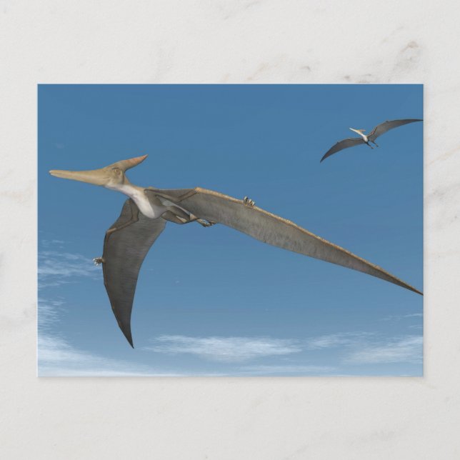 Carte Postale Les dinosaures de Pteranodon volent - rendu 3D (Devant)