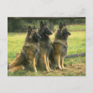 Carte Postale Les Dogs de German