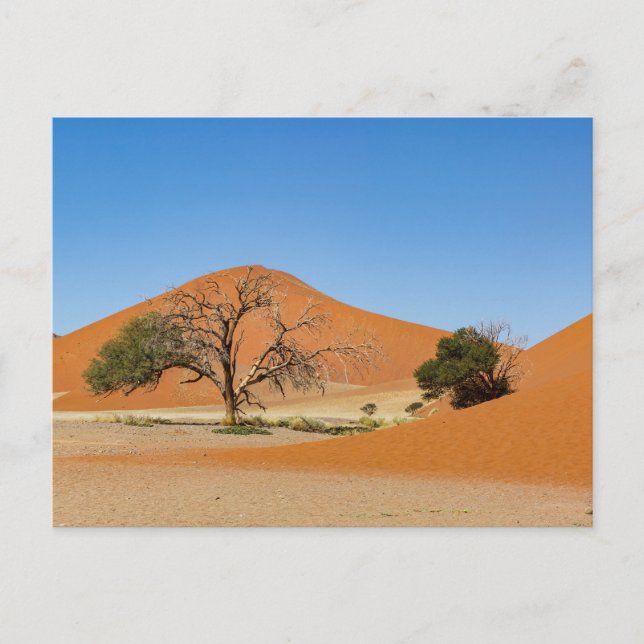 Carte Postale Les dunes de la Sossusvlei en Namibie (Devant)