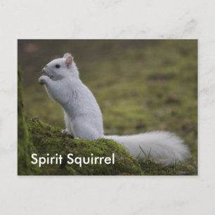 Carte Postale Les écureuils spirituels de l'Ouest