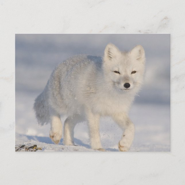 Carte Postale Les Etats-Unis, Alaska, plaine 1002 côtière de (Devant)