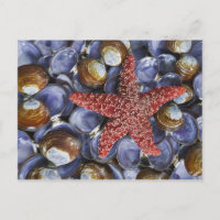 Les Etats-Unis, Washington, canal de capot,