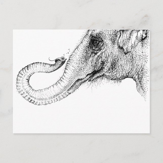 Carte Postale Les fidèles d'un éléphant à 100% (Devant)