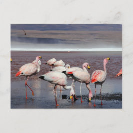 Carte Postale Les Flamants roses de James