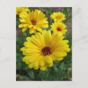 Carte Postale Les fleurs de Calendula