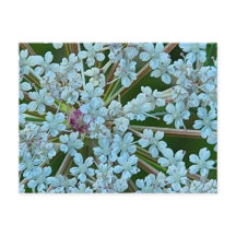 Les fleurs de dentelle de la reine Anne
