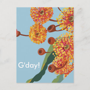 Carte Postale Les fleurs de gommiers australiens