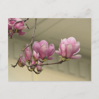 Carte Postale Les fleurs de Magnolia