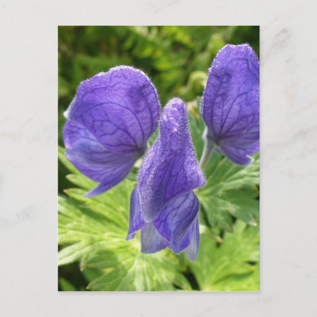 Carte Postale Les fleurs de Monkshood, île de l'Unalaska (Devant)
