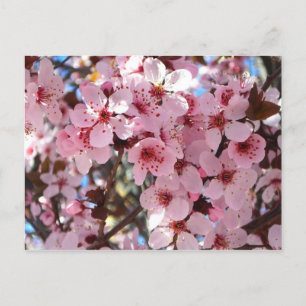 Carte Postale Les fleurs roses sur l'arbre à fleurs ornemental