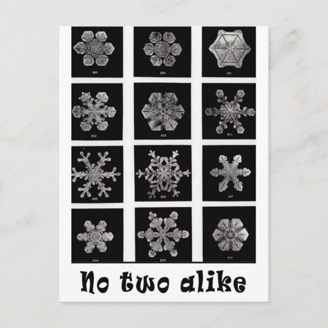 Carte Postale Les flocons de neige de Wilson Bentley, 1902 (Devant)