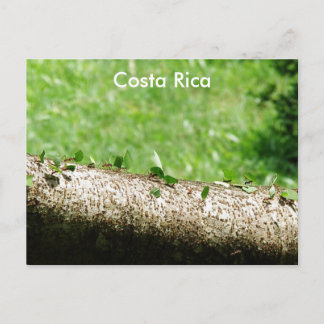 Carte Postale Les fourmis à découper de feuilles au Costa Rica
