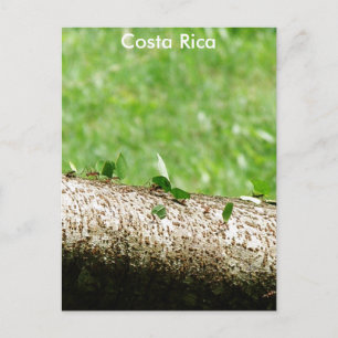 Carte Postale Les fourmis à découper de feuilles au Costa Rica