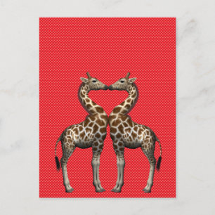 Carte Postale Les girafes amoureuses
