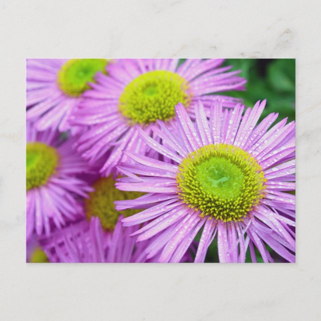 Carte Postale Les gouttes de pluie sur Asters (Devant)