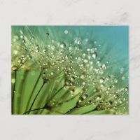 Les gouttes de pluie sur les pissenlit