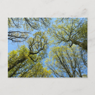 Carte Postale Les grands arbres