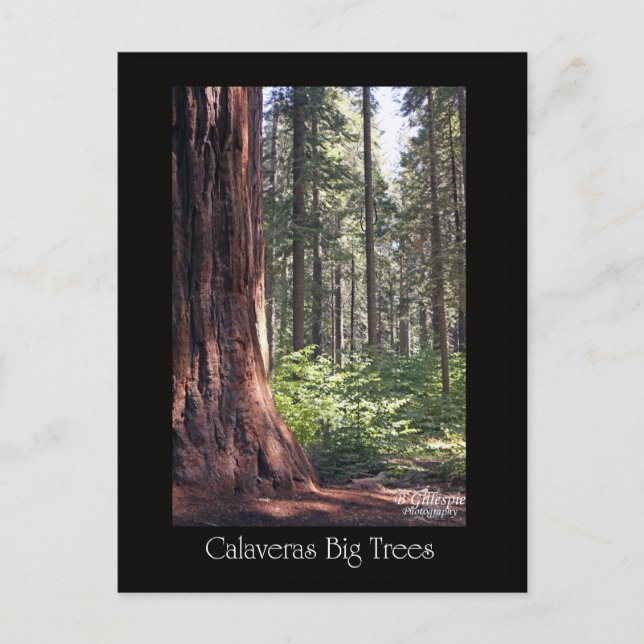 Carte Postale Les grands arbres des Calaveras (Devant)