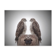 Les Hawks en poste