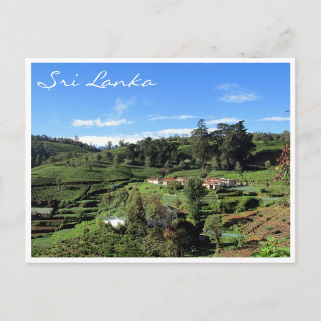 Carte Postale les hills du thé (Devant)