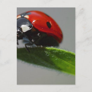 Carte Postale Les insectes de Ladybugs