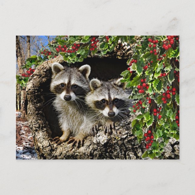 Carte Postale "Les jumeaux Holly Berry" (Devant)