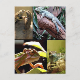 Carte Postale Les lézards de Gecko et les Chamelonnes