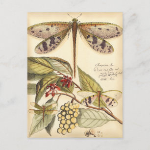Carte Postale Les libellules aux Feuilles et aux fruits