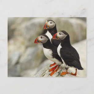 Carte Postale Les macareux atlantiques sur Machias scellent