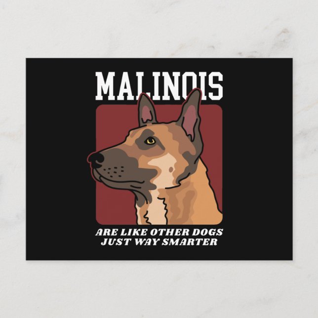 Carte Postale Les Malinois sont des Malinois belges plus intelli (Devant)