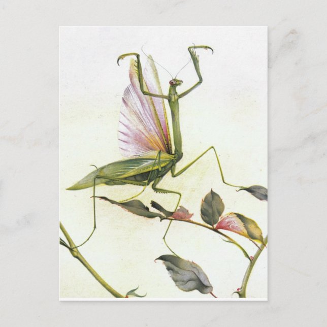 CARTE POSTALE LES MANTIS DE PRIÈRES (Devant)