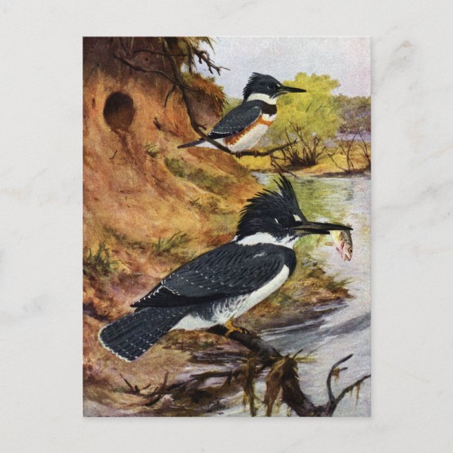 Carte Postale Les martins-pêcheurs et leur tunnel de nid (Devant)