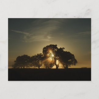 Carte Postale Les Matins Comme Ça