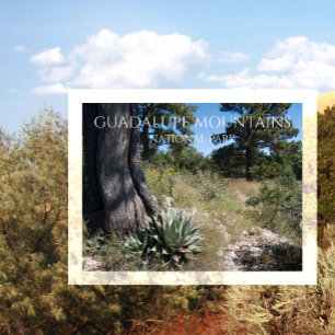 Carte Postale Les montagnes de Guadalupe Ridge Agave, Pine et Ju