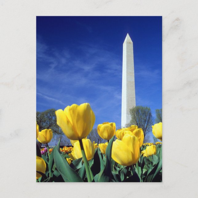 Carte Postale Les monuments | Washington Monument au printemps (Devant)