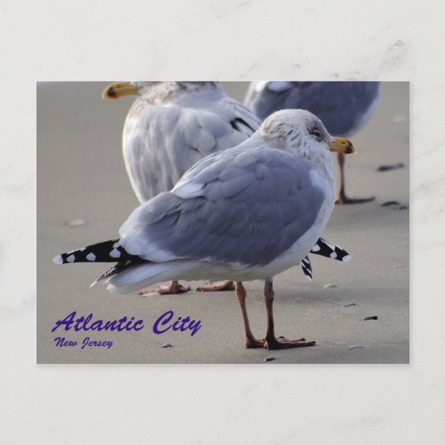Carte Postale Les mouettes de Atlantic City (Devant)