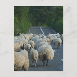 Carte Postale Les moutons en Irlande