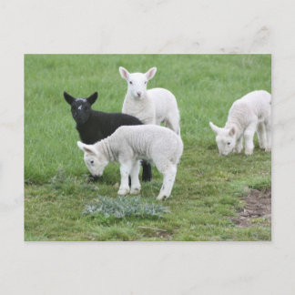 Carte Postale Les moutons noirs
