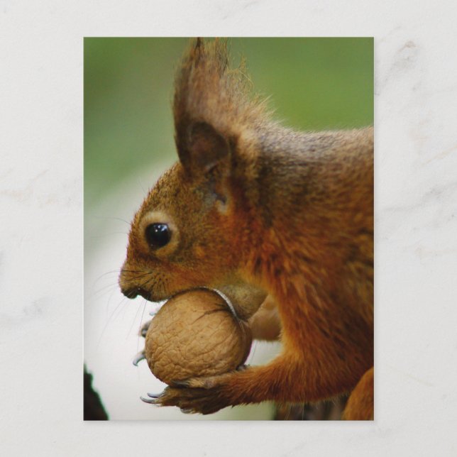 Carte Postale Les Noisettes Sont Plus Faciles (Devant)