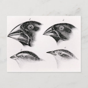Carte Postale Les observations d'oiseaux de Darwin