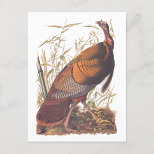 Carte Postale Les oiseaux d'Amérique d'Audubon La Turquie sauvag